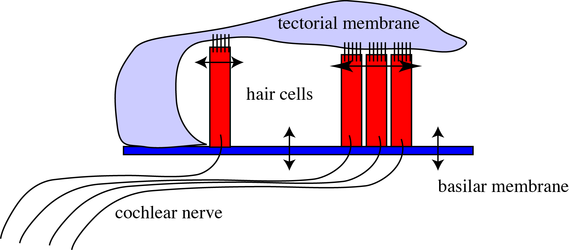 organ of Corti